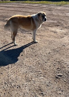 Stredoazijsky ovčiak/SAO - 4