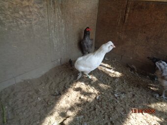 Sliepky plemena Araucana - 4