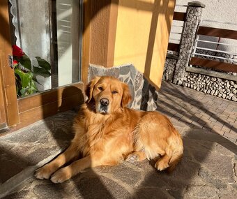 Zlatý retriever na krytie - 4