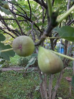 Predám figovník - 4