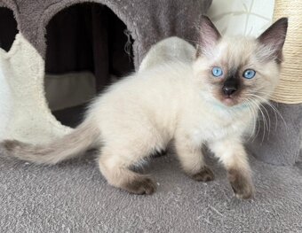 Ragdoll kocúrikovia - 4