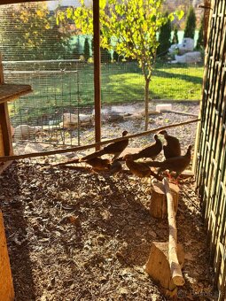 Bažant zlatý a strieborný ,Indické bežce - 4