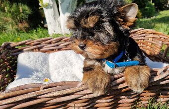 Yorkshire terrier - 4