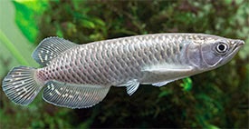 Crenicichla zebrina+mix - 4