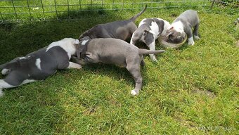 Americký stafordsirsky terier, american bully XL - 4