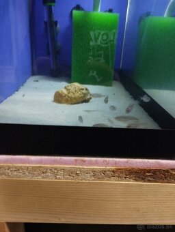 Aristochromis christyi - 4
