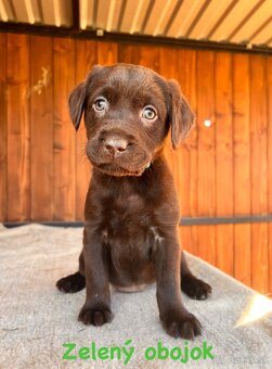 Labrador šteniatka - 4