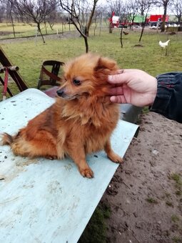 Predám spic nemecky - 4