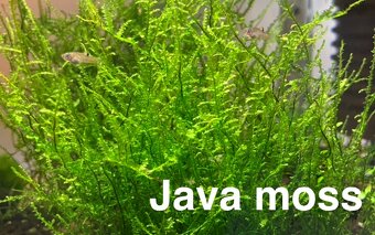 MACH do akvária - 4