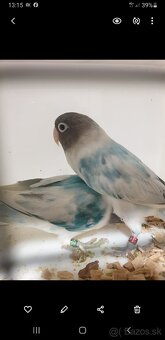 Agapornis škraboškovy - 4