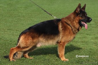 Nemecký ovčiak - 4