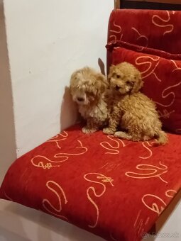 Maltipoo - 4