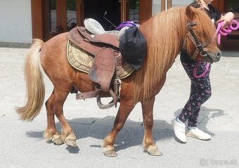 Shetland pony - 4