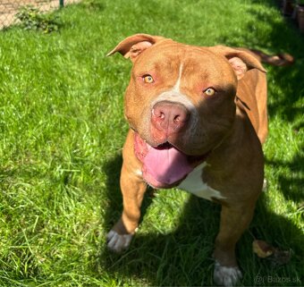 American Bully - 4