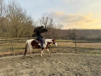 Valach na predaj - 4