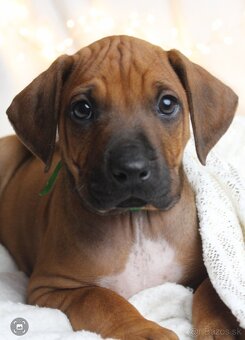 Rodézsky Ridgeback - 4