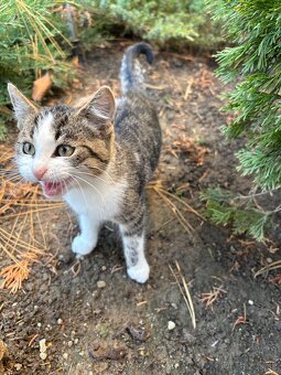 Darujem 4-mesačného kocúrika - 4