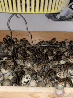 Japonské prepelice - 4