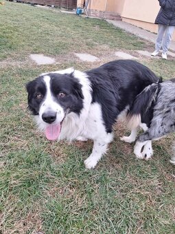 šteniatko Border kólie - blue merle psík - 4