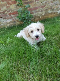 Maltipoo (malteze +Pudel = maltipoo) - 4