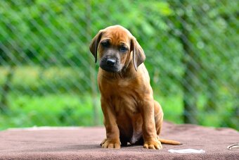 Štěňátko rhodéského ridgebacka - pes s PP - 4