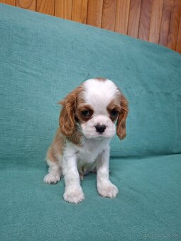 Cavalier kavalier king charles spaniel - 4