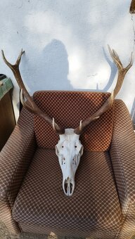 Predám trofej jeleňa, parožie zhody trofeje. - 4