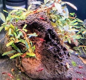 Predám krevetky Neocaridina Bloody Mary - 4