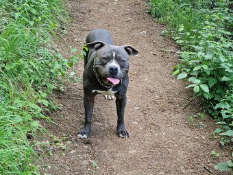 Americký stafordšírsky terier - krytie - 4