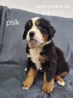 Bernský salašnícky pes-šteniatka na predaj - 4