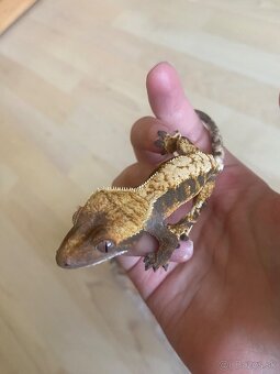 krist.kalis_cresties 2 samičky na predaj - 4