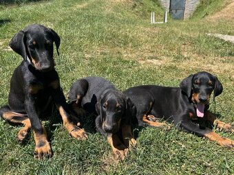 Doberman šteniatka - 4