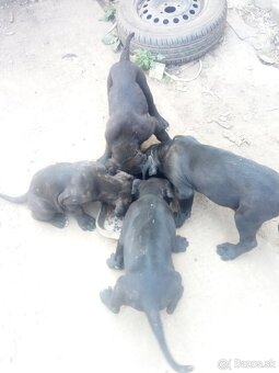 Cane corso - 4