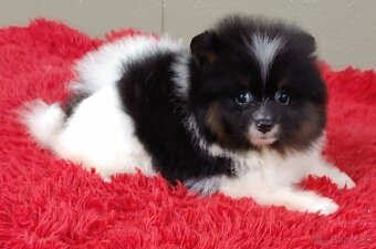 Pomeranian mini merle - 4