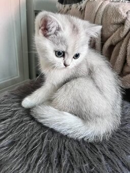 Britské mačiatka chinchilla - 4