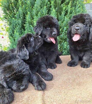 Novofundlandský pes - 4