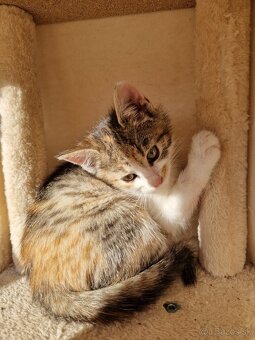 Darujem mačicky - 4