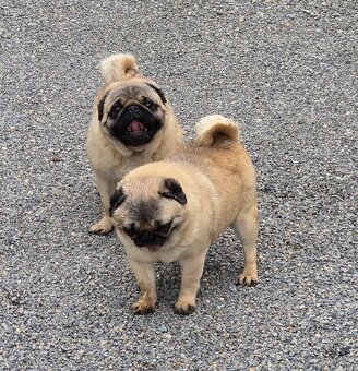 Mops s PP - 4