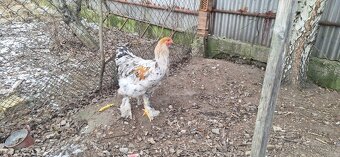 Hľadáme si nový domov - 4