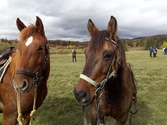 Kobyla hucul x arab - 4