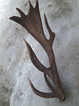 Parohy, parozie, jelen - 4