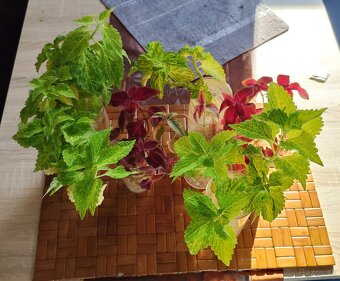 Predávam odrezky Coleus - 4