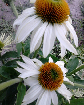 Echinacea-rôzne farby - 4
