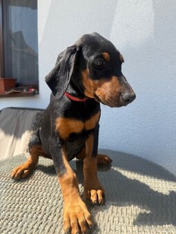 Doberman šteniatka - 4