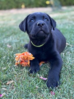 Labrador retriever - 4