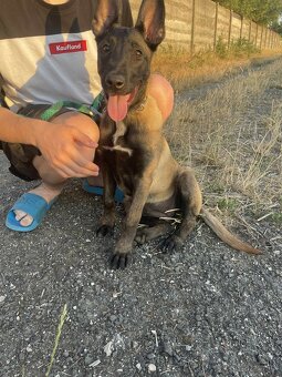 Belgicky ovčiak malinois - 4