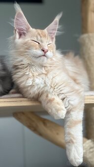 Harris Maine Coon Kocur s PP - 4