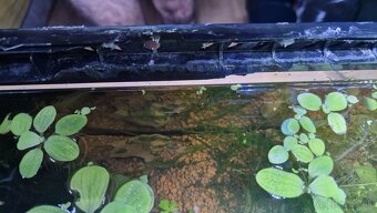 Predám Paludarium - 4