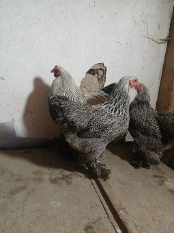 Zdrobnelá brahmanka - 4