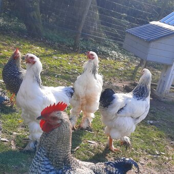 Brahmanka veľká biela- Columbia - 4